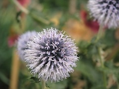 purple flower